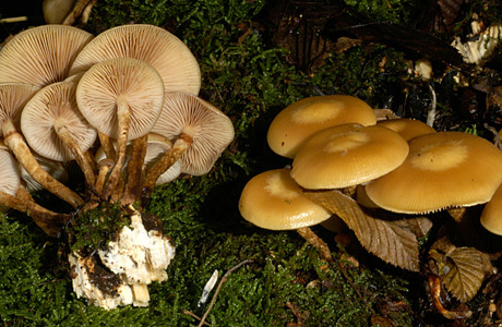 Stockschwämmchen (Kuehneromyces mutabilis ) - © Heinz Prelicz